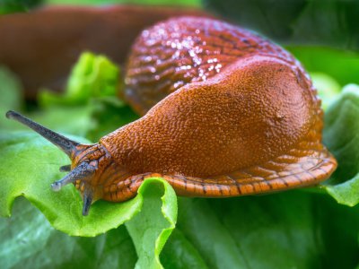 Vivamus ac leo pretium faucibus